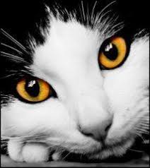 https://encrypted-tbn3.gstatic.com/images?q=tbn:ANd9GcTJXNso_erFFHrY29Bt1JE2_EVjOie_LZYVwGOsofWc591wOWd9