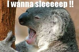 Funny lazy koala | funny-pics.co via Relatably.com