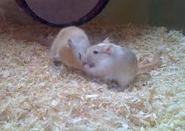 Phú Nhuận bán hamster, chuột nhảy, thức ăn, lót chuồng giá rẻ - 22