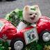 Celebrate St. Patrick's Day: 5 thing to do this weekend in Atlanta