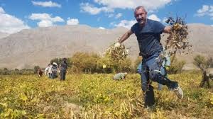 Komünist Başkan öncülüğünde hasat başladı