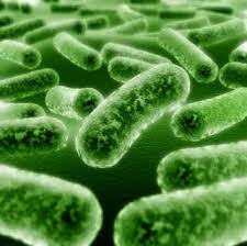 Image result for probiotik