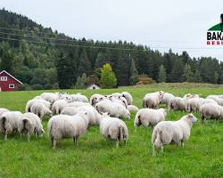 Koyun yetiştiriciliği resmi