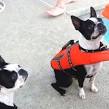 K-Float Coat - Performance Life Jacket for Dogs - Ruffwear