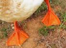 To make the duck feet: Trace around each sneaker onto orange felt