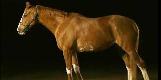 Image result for HORSE