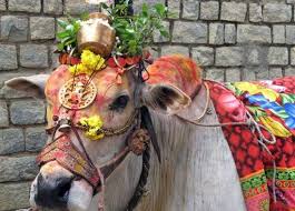 Image result for pongal