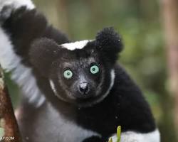 Image de Madagascar lemurs