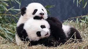 Image result for pandas