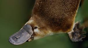 Image result for platypus