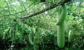 Image result for হাট বাজার নীতিমালা