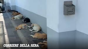 Trend Google: licata