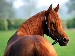 Image result for HORSE