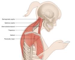 Hình ảnh về giải phẫu các nhóm cơ vùng cổ và bài tập chin tuck W stretch figure 4