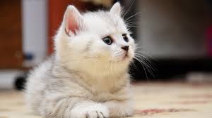 Image result for cute cat images hd