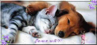 Résultat de recherche d'images pour "images gif petits chats et chiens"