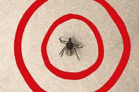 Unveiling the Truth About Lyme Disease: Latest Scientific Insights - 1