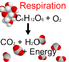 Image result for cellular respiration equation