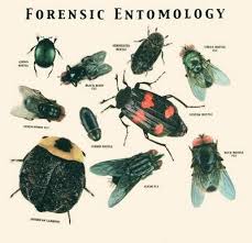 Image result for Entomology Studies