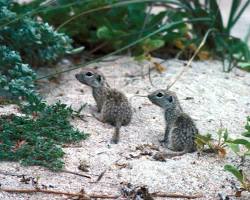 Image of Spotted Ground Squirrel