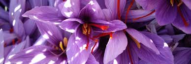 نتيجة بحث الصور عن ‪safran maroc‬‏