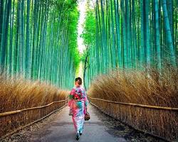 جنگل بامبو آراشیاما ژاپن -  جاذبه‌های گردشگری ژاپن