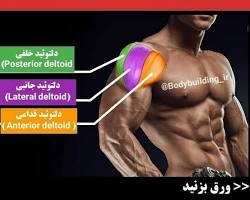 Image of عضلات دلتوئید قدامی (Anterior Deltoid)