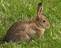 Image result for RABBIT