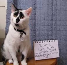 Image result for cats