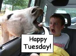 Image result for tuesday