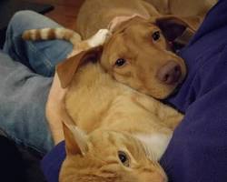 Image of cat comforting a dog