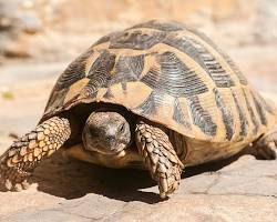 リクガメの画像