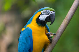 Image result for macaw parrot hd