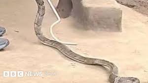 A Rare Sight in Vattada: King Cobra Regurgitates Prey During Rescue