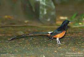 Hasil gambar untuk murai batu