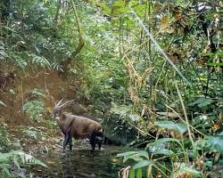 Gambar Deforestation in a forest similar to saola's habitat