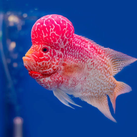 Flowerhorn Cichlid Fish