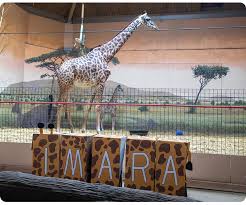 Imara the Masai Giraffe Calf