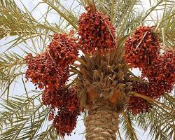 Image of Date Palm tree