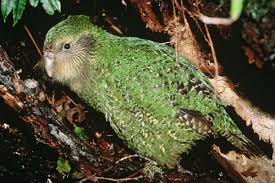 Image result for kakapo bird