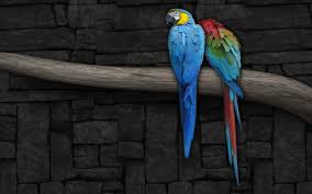 Image result for macaw parrot hd