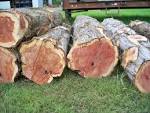 American Cedar Mill- Your source for Eastern Aromatic Red Cedar