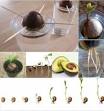 Growing Avocado Plants From Seed - Instructables