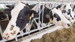 News source: CTV News