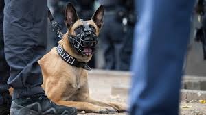 polizeihund
