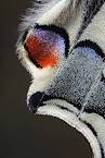 Virtual villagers 2 parrots kissing video dailymotion <?=substr(md5('https://encrypted-tbn3.gstatic.com/images?q=tbn:ANd9GcTM-j9JpBK-MzACYrsnIi72fa18gn_m2U9qQwQkZrzlG-X2uiDJTzau0RG5'), 0, 7); ?>