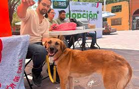 Dan nueva oportunidad a mascotas rescatadas en Pozos