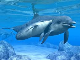 Risultati immagini per delfini foto