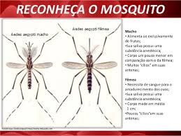 Resultado de imagem para aedes aegypti fotos