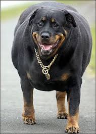 Image result for picture a fat dog and cat together